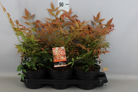 OUTDOOR - Nandina Domestica (hemelse bamboe)