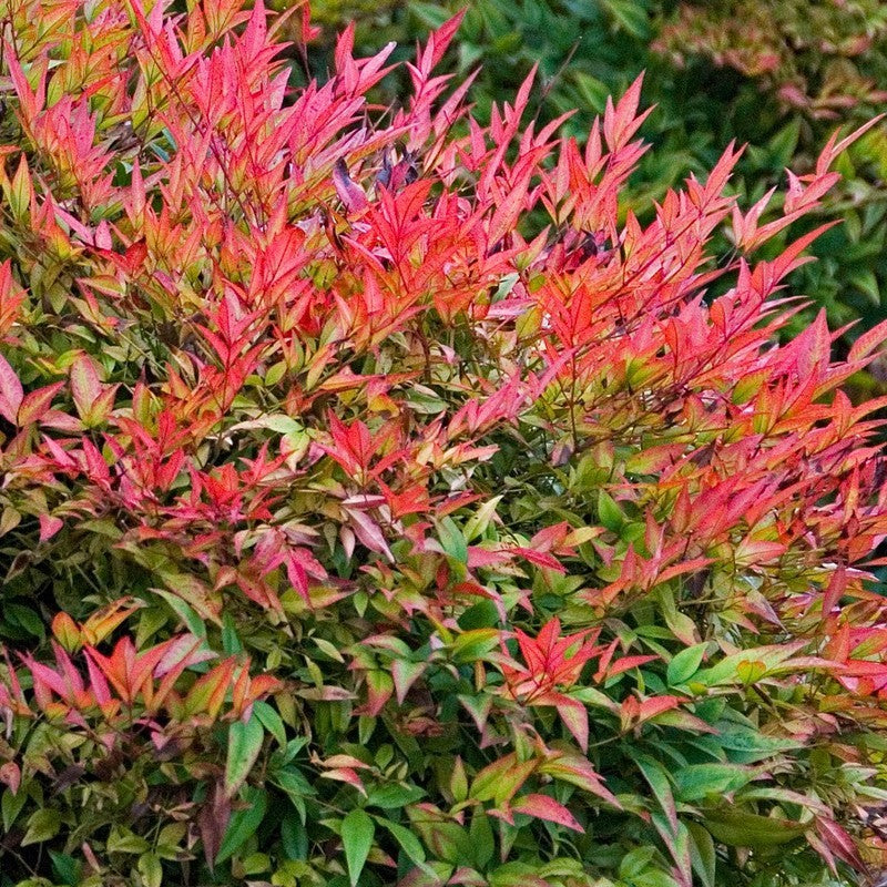 Nandina Domestica (hemelse bamboe)