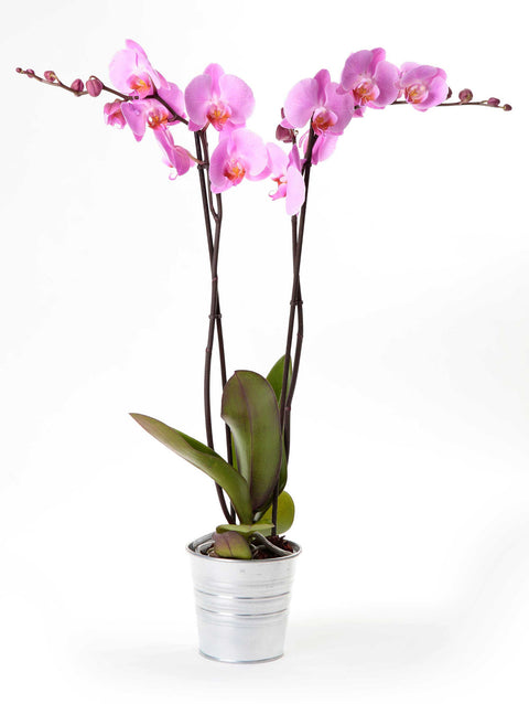 KAMERPLANT - Orchidee (Phalaenopsis)