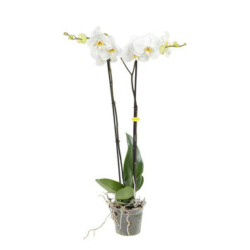 PAKKET - Witte Orchidee in Cracquelé Pot