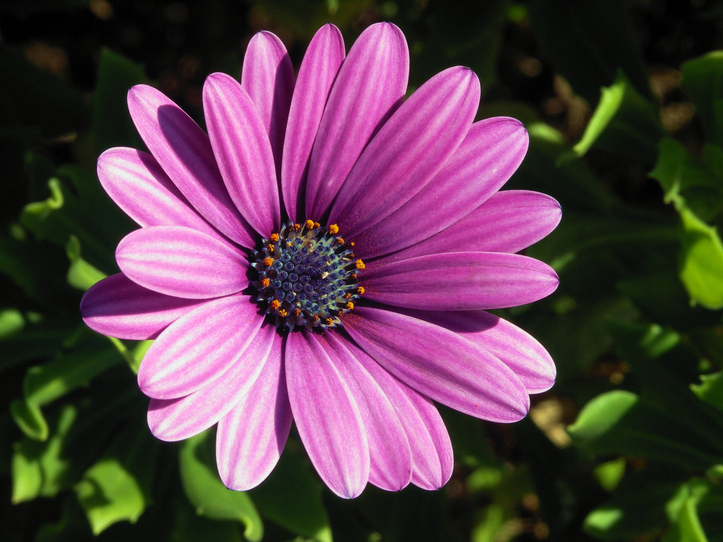 Osteospermum (Spaanse margriet / veldster)