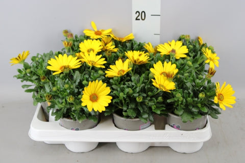 OUTDOOR - Osteospermum (Spaanse margriet / veldster)