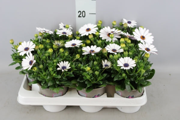 Osteospermum (Spaanse margriet / veldster)