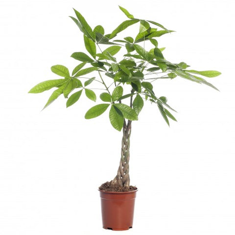 KAMERPLANT - Pachira Aquatica (watercacao)