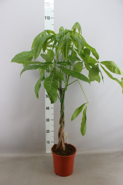 KAMERPLANT - Pachira Aquatica (watercacao)