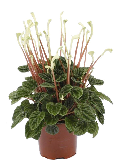 KAMERPLANT - Peperomia Caperata Lilian (rattenstaartje)