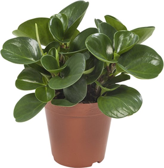 Peperomia Obtusifolia