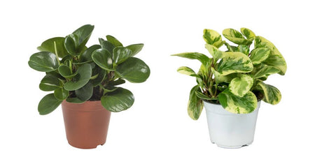 KAMERPLANT - Peperomia Obtusifolia