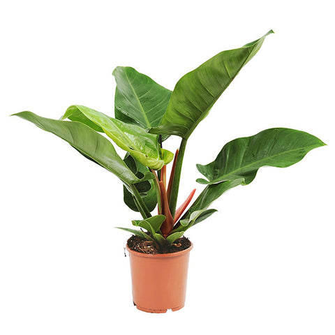 philodendron imperial green verzorgen KAMERPLANT