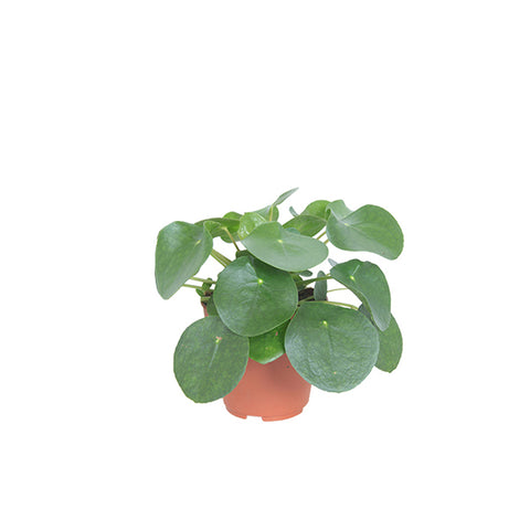 KAMERPLANT - Pannenkoekenplant (Pilea Peperomioides)