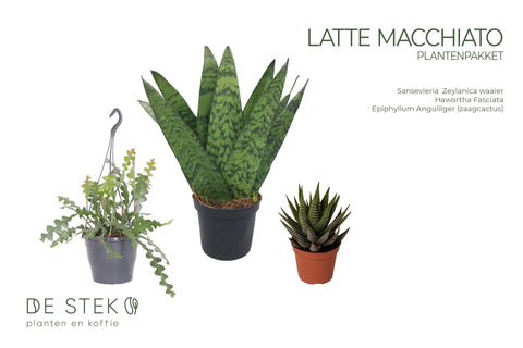 PAKKET - Kamerplantenset Latte Macchiato