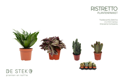 PAKKET - Kamerplantenset ristretto