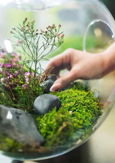 WORKSHOP - Terrarium maken en verzorgen (26/09)