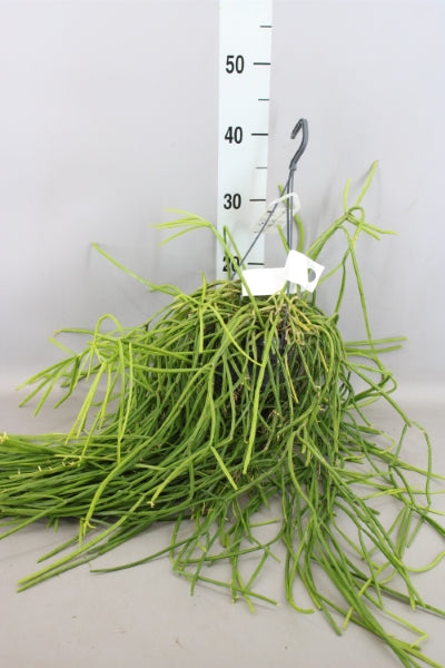 KAMERPLANT - Rhipsalis (koraalcactus)