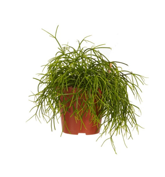 Rhipsalis (koraalcactus)