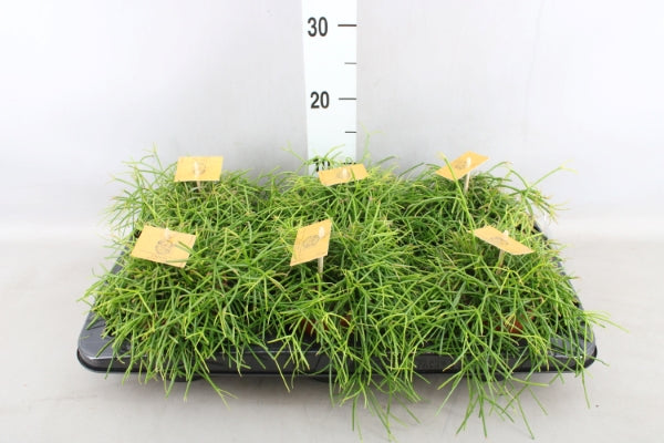 Rhipsalis (koraalcactus)