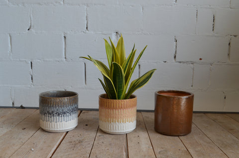 KAMERNPLANT - Sansevieria Laurentii (Vrouwetong)