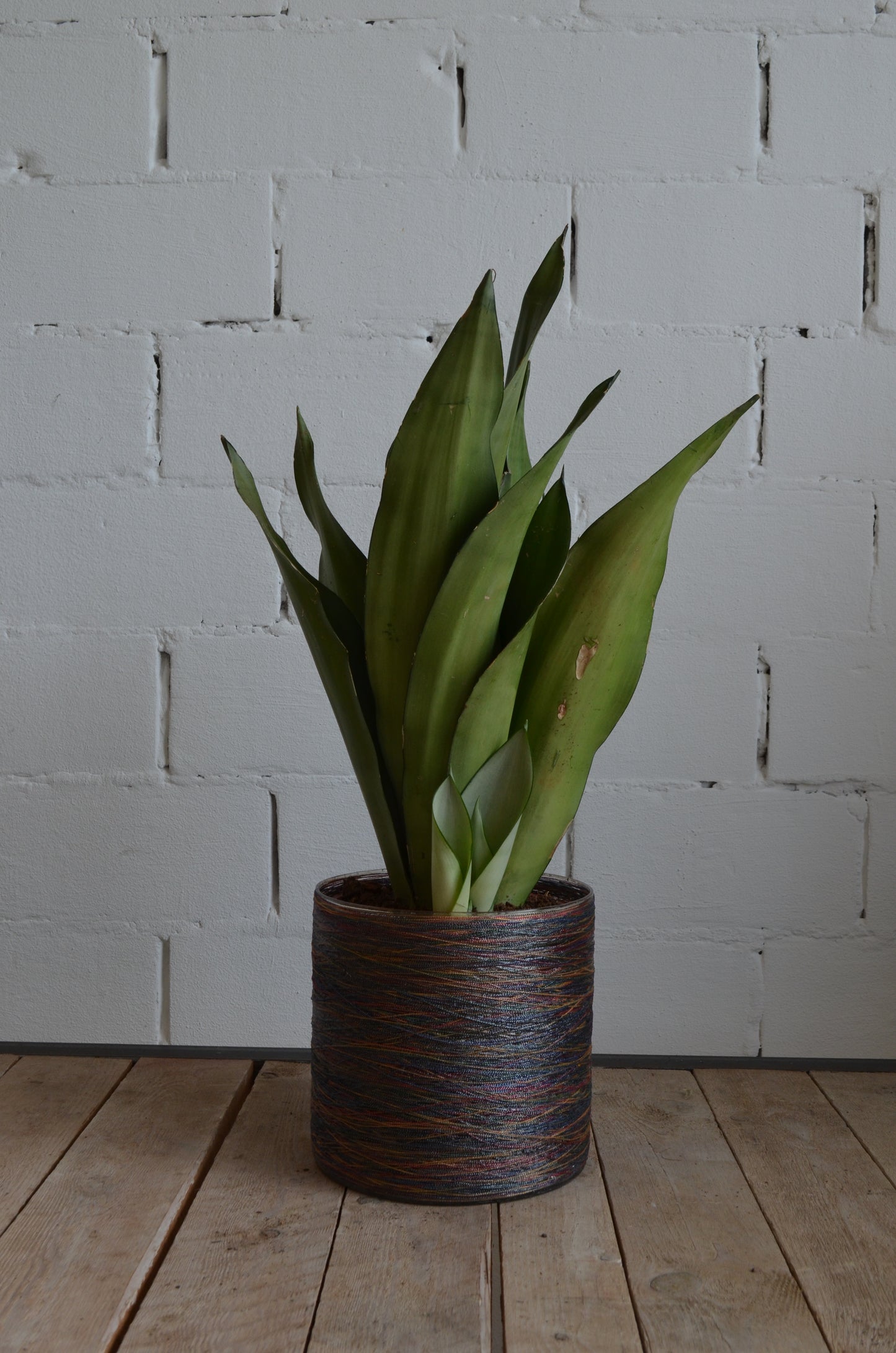 Sansevieria Moonshine