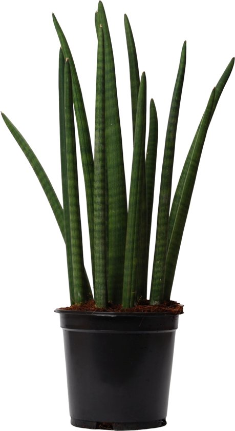 KAMERPLANT - Sansevieria Cylindrica (Vrouwetong)