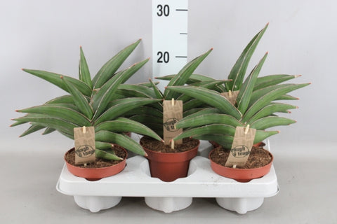 KAMERPLANT - Sansevieria Cylindrica (Vrouwetong)