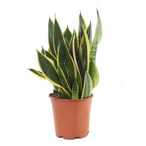 KAMERNPLANT - Sansevieria Laurentii (Vrouwetong)