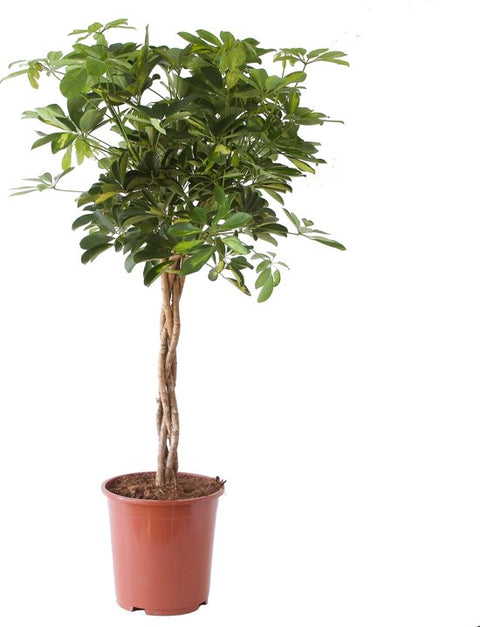 KAMERPLANT - Schefflera Arboricola (vingerboom)