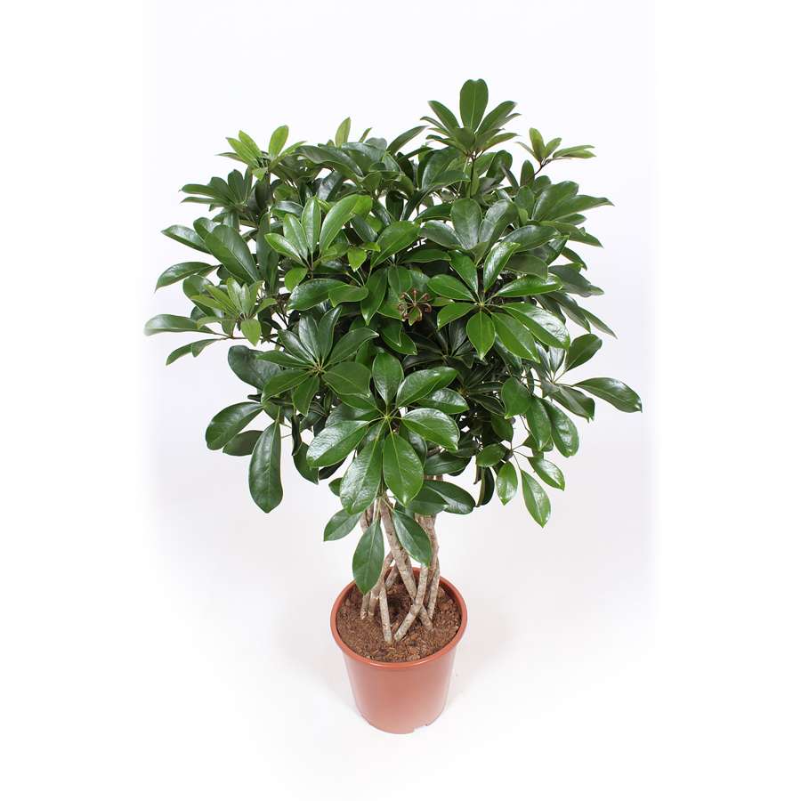 Schefflera Arboricola (vingerboom)