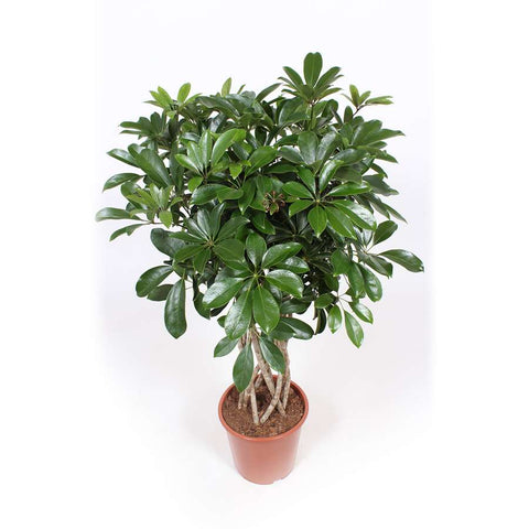 KAMERPLANT - Schefflera Arboricola (vingerboom)