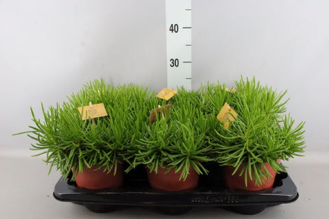 KAMERPLANT - Senecio Himalaya