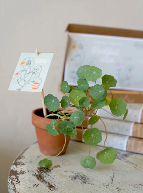 KAARTEN - Cadeaudoosjes - heerlijkheid zaaien