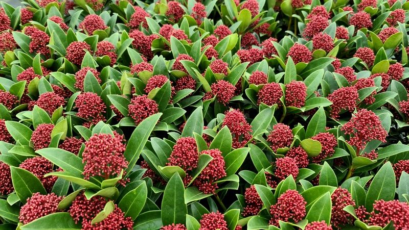 Skimmia Japonica- WINTERHARD