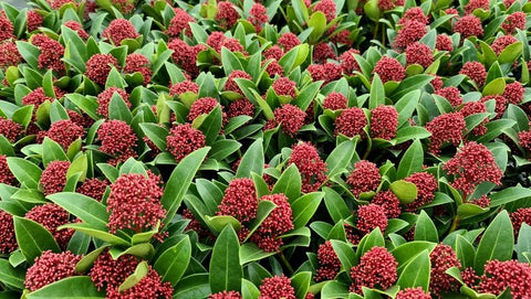 OUTDOOR - Skimmia Japonica- WINTERHARD
