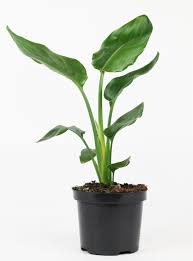 KAMERPLANT - Strelitzia Nicolai (paradijsvogel)