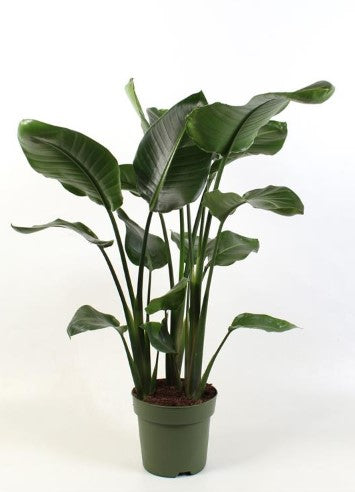 KAMERPLANT - Strelitzia Nicolai (paradijsvogel)