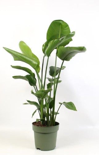 KAMERPLANT - Strelitzia Nicolai (paradijsvogel)