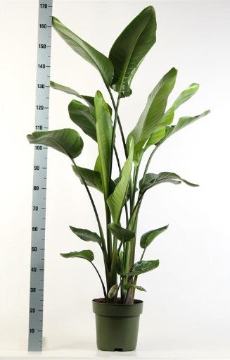 KAMERPLANT - Strelitzia Nicolai (paradijsvogel)