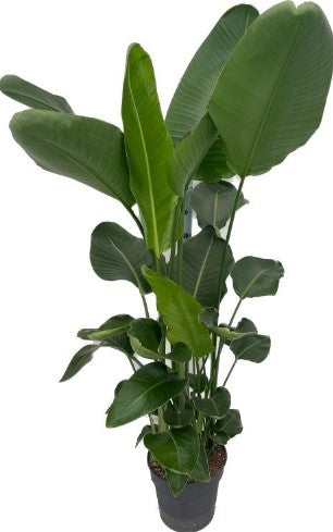 KAMERPLANT - Strelitzia Nicolai (paradijsvogel)