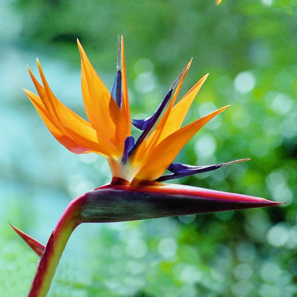 Strelitzia Reginae (paradijsvogelbloem)