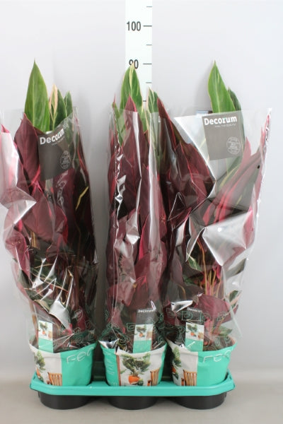 KAMERPLANT - Calathea Triostar (schaduwplant)