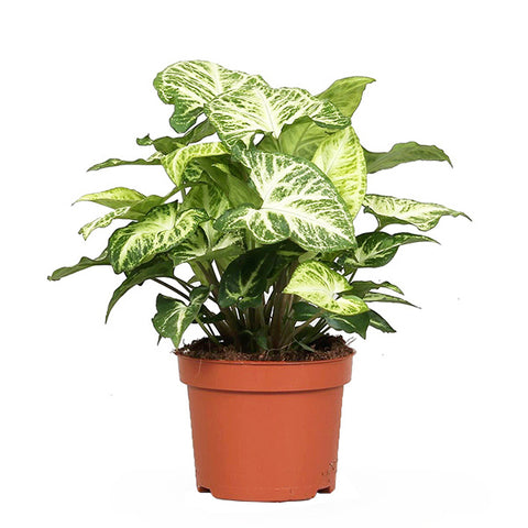 KAMERPLANT - Syngonium Arrow