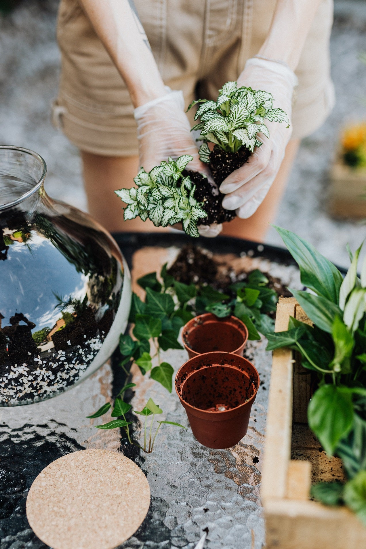 WORKSHOP - Terrarium maken en verzorgen (18/09)