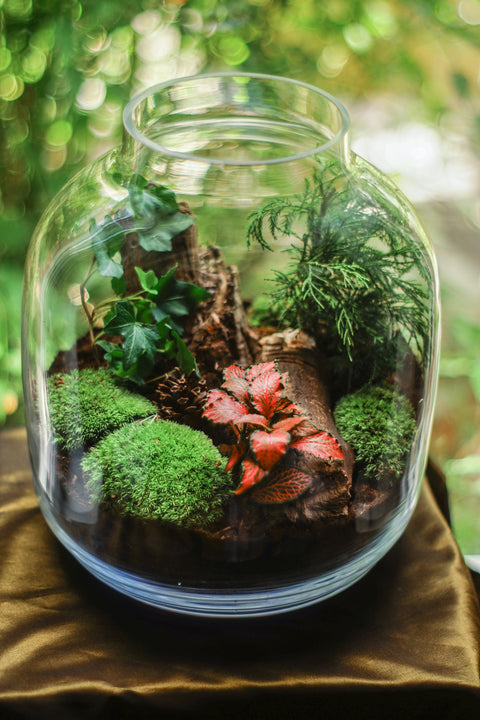 WORKSHOP - Terrarium maken en verzorgen (26/09)