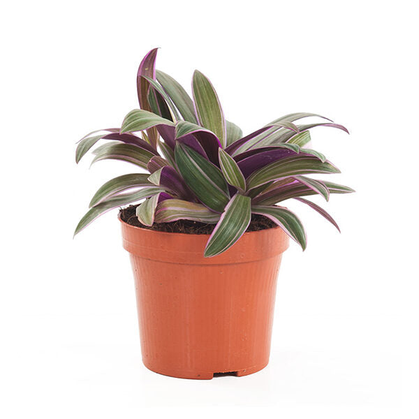 Tradescantia Sitara