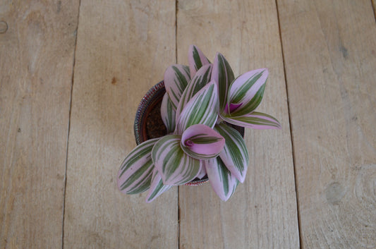 Tradescantia Nanouk