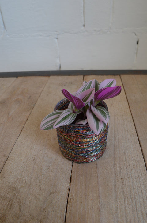 KAMERPLANT - Tradescantia Nanouk