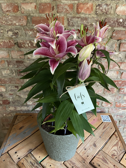 PAKKET - Lelie'fde van mijn leven