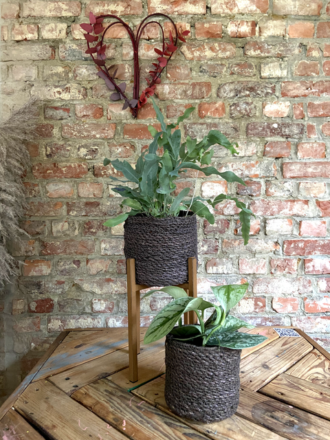 PAKKET - Kamerplanten pakket duo