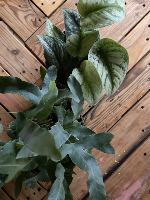 PAKKET - Kamerplanten pakket duo