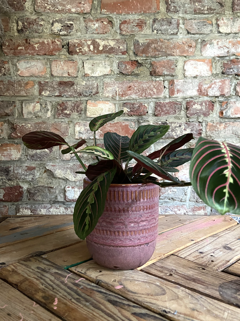 PAKKET - Maranta'mour