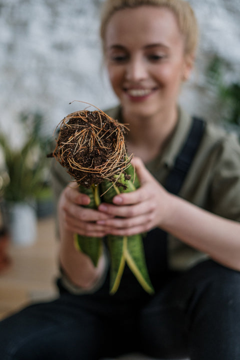 Workshop Kamerplanten verzorgen en verpotten voor beginners (groepsaanvraag)